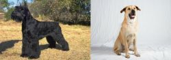 Giant Schnauzer vs Chinook - Breed Comparison