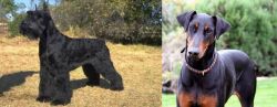Giant Schnauzer vs Doberman Pinscher - Breed Comparison
