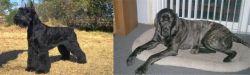 Giant Schnauzer vs Giant Maso Mastiff - Breed Comparison