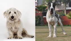 Glen of Imaal Terrier vs Alangu Mastiff - Breed Comparison