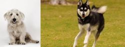 Glen of Imaal Terrier vs Alaskan Klee Kai - Breed Comparison