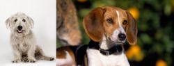 Glen of Imaal Terrier vs American Foxhound - Breed Comparison