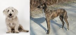 Glen of Imaal Terrier vs American Staghound - Breed Comparison