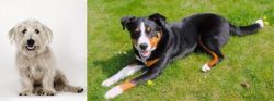 Glen of Imaal Terrier vs Appenzell Mountain Dog - Breed Comparison