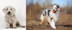 Glen of Imaal Terrier vs Australian Shepherd - Breed Comparison