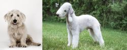 Glen of Imaal Terrier vs Bedlington Terrier - Breed Comparison