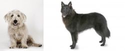 Glen of Imaal Terrier vs Belgian Shepherd - Breed Comparison