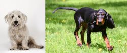 Glen of Imaal Terrier vs Black and Tan Coonhound - Breed Comparison