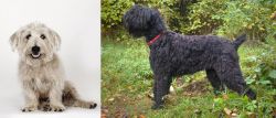 Glen of Imaal Terrier vs Black Russian Terrier - Breed Comparison