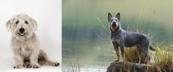Glen of Imaal Terrier vs Blue Healer - Breed Comparison