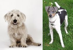 Glen of Imaal Terrier vs Brazilian Terrier - Breed Comparison