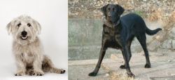 Glen of Imaal Terrier vs Cao de Castro Laboreiro - Breed Comparison