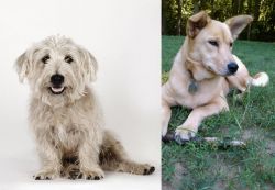 Glen of Imaal Terrier vs Carolina Dog - Breed Comparison