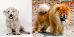 Glen of Imaal Terrier vs Chow Chow - Breed Comparison