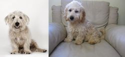 Glen of Imaal Terrier vs Cockachon - Breed Comparison
