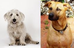 Glen of Imaal Terrier vs Combai - Breed Comparison