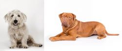 Glen of Imaal Terrier vs Dogue De Bordeaux - Breed Comparison