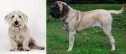 Glen of Imaal Terrier vs English Mastiff - Breed Comparison