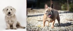 Glen of Imaal Terrier vs French Bulldog - Breed Comparison