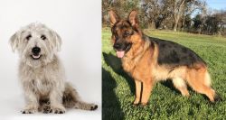 Glen of Imaal Terrier vs German Shepherd - Breed Comparison