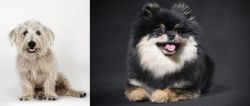 Glen of Imaal Terrier vs German Spitz (Klein) - Breed Comparison