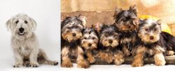 Glen of Imaal Terrier vs Yorkshire Terrier - Breed Comparison