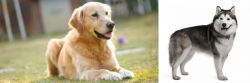 Goldador vs Alaskan Malamute - Breed Comparison