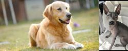 Goldador vs American Hairless Terrier - Breed Comparison
