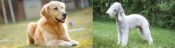 Goldador vs Bedlington Terrier - Breed Comparison