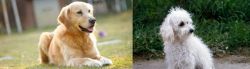 Goldador vs Bolognese - Breed Comparison