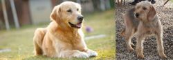Goldador vs Bosnian Coarse-Haired Hound - Breed Comparison