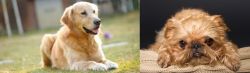 Goldador vs Brug - Breed Comparison