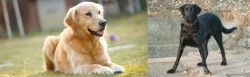 Goldador vs Cao de Castro Laboreiro - Breed Comparison