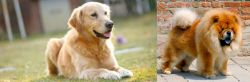 Goldador vs Chow Chow - Breed Comparison