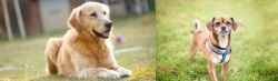 Goldador vs Chug - Breed Comparison