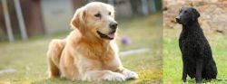 Goldador vs Curly Coated Retriever - Breed Comparison