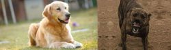 Goldador vs Dogo Sardesco - Breed Comparison