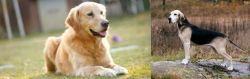 Goldador vs Dunker - Breed Comparison