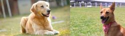 Goldador vs Formosan Mountain Dog - Breed Comparison