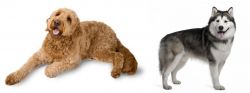 Golden Doodle vs Alaskan Malamute - Breed Comparison