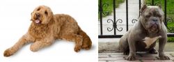 Golden Doodle vs American Bully - Breed Comparison