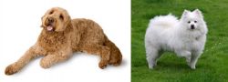 Golden Doodle vs American Eskimo Dog - Breed Comparison