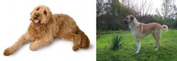 Golden Doodle vs Anatolian Shepherd - Breed Comparison