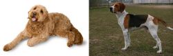 Golden Doodle vs Anglo-Francais de Petite Venerie - Breed Comparison