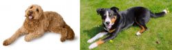 Golden Doodle vs Appenzell Mountain Dog - Breed Comparison