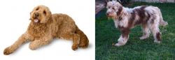 Golden Doodle vs Aussie Doodles - Breed Comparison