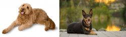 Golden Doodle vs Australian Kelpie - Breed Comparison