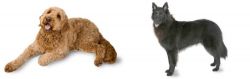 Golden Doodle vs Belgian Shepherd - Breed Comparison