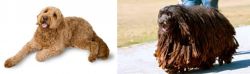 Golden Doodle vs Bergamasco - Breed Comparison