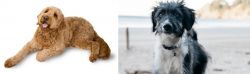 Golden Doodle vs Bordoodle - Breed Comparison
